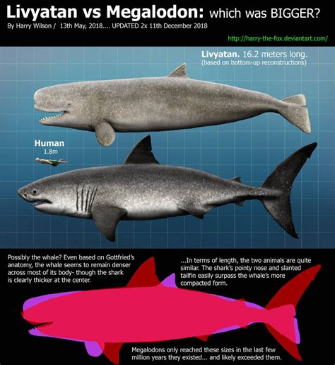 megalodon vs livyatan|megalodon facts and information.